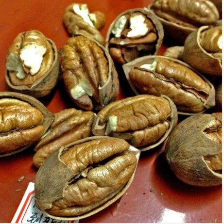 新货原味生的碧根果长寿果美国山核桃500克 买2斤包邮送钳子