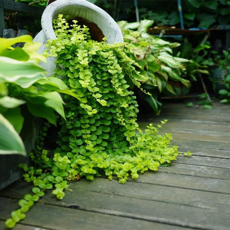 吊金珠植物图片