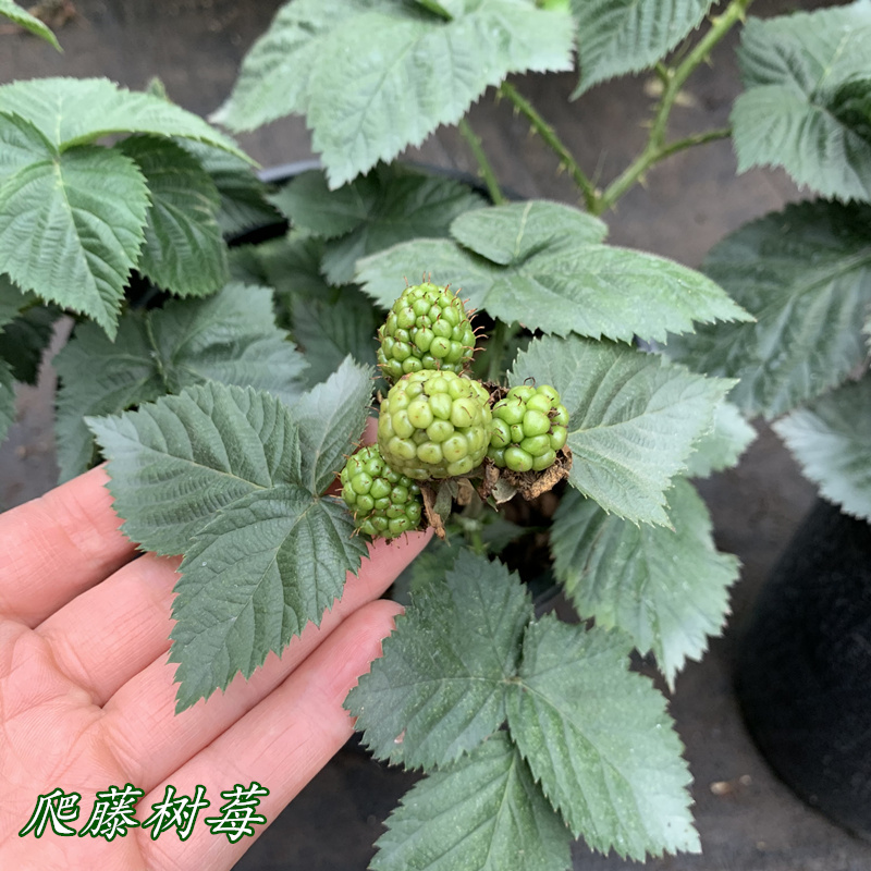 爬藤树莓大苗可食山莓大苗庭院阳台小果树苗多年生带盆栽好包邮