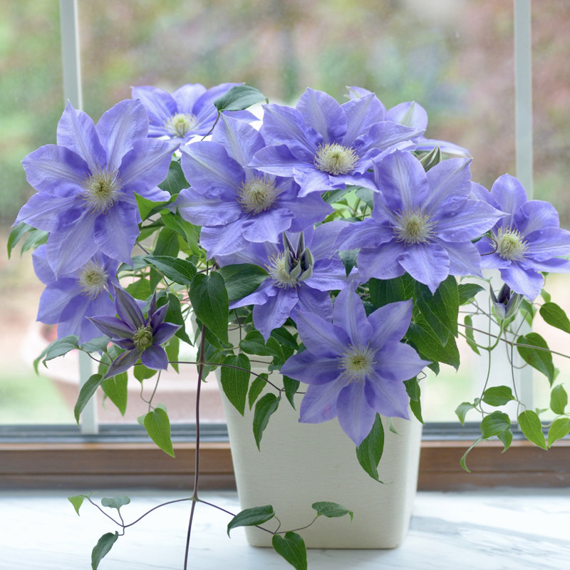 铁线莲小苗盆栽重瓣大花四季爬藤月季欧月开花卉庭院阳台藤本攀援