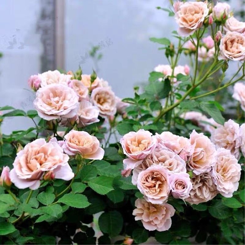 推荐复古色阳台微月神庵巴神月季丰花勤花多头耐开庭院花园玫瑰苗