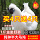正宗乌鸡活苗纯种一斤半斤乌鸡苗乌骨鸡活苗白凤泰和竹丝鸡活苗