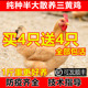 散养纯种一斤半斤左右三黄鸡苗三黄鸡活苗半大三黄鸡小鸡活苗