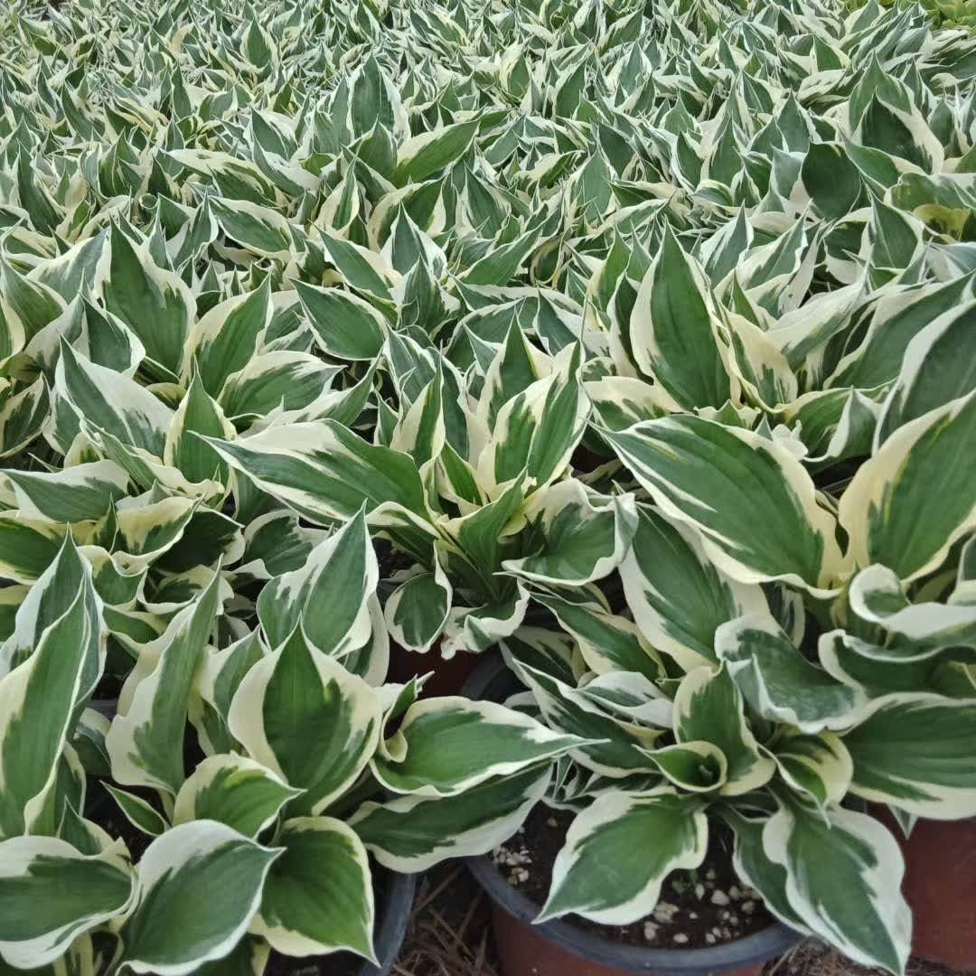 耐荫玉簪爱国者 叶片边缘或嫩黄或银白 适应盆栽花境美化易种植