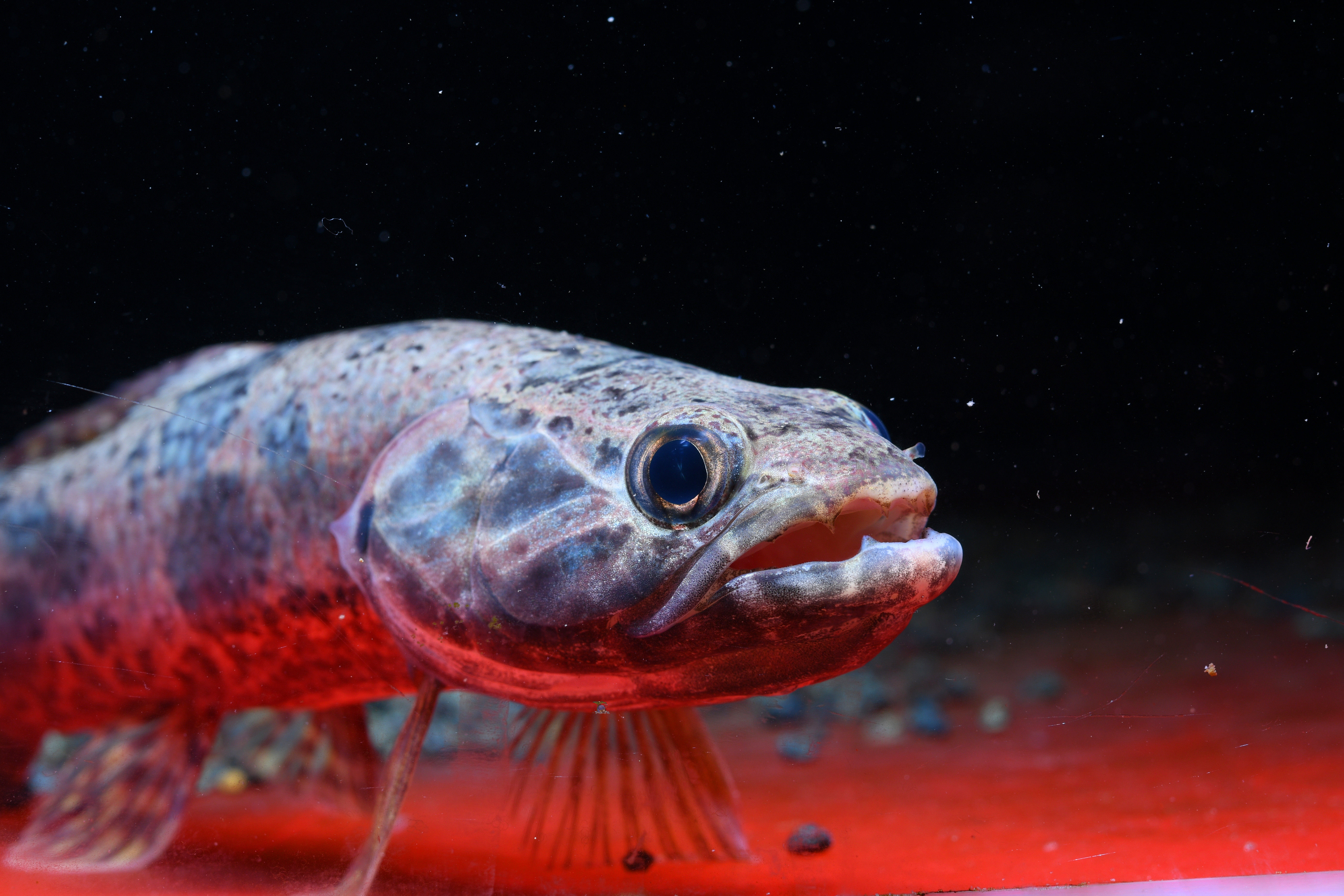 黄金眼镜蛇雷龙阿萨姆蓝帆雷龙七彩雷龙野生雷龙雷龙鱼猛鱼