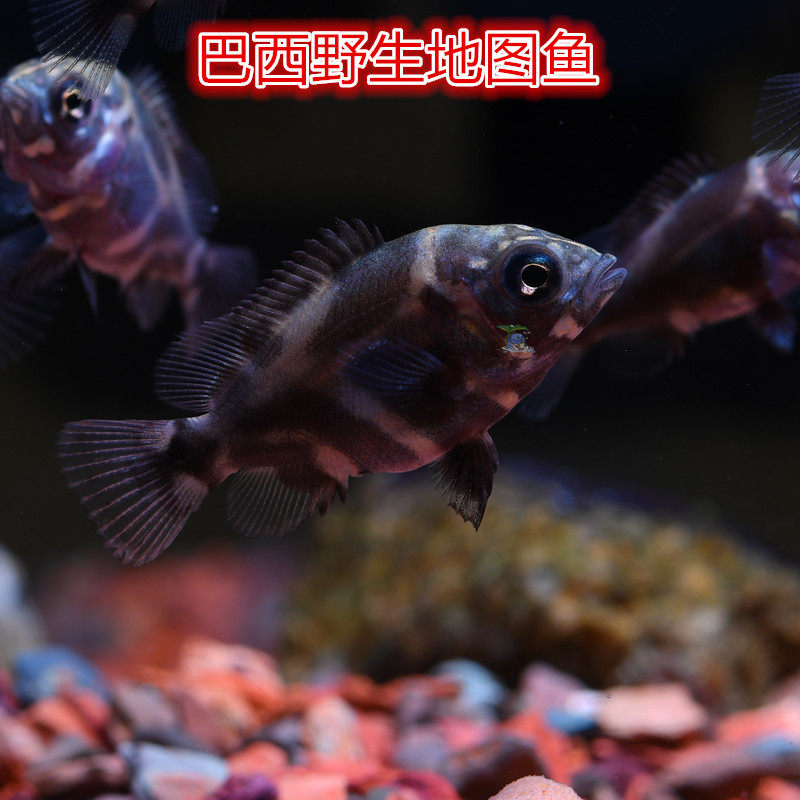 地图鱼苗巴西野生猪仔鱼淡水鱼鱼苗观赏鱼热带鱼宠物水族活体包邮