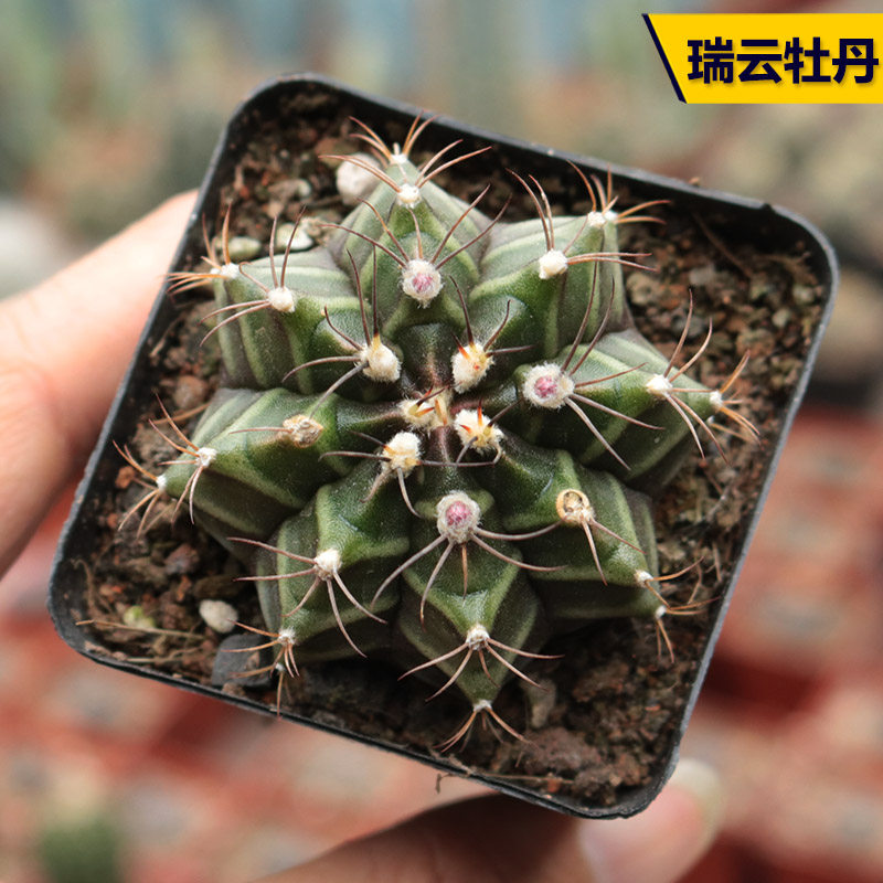 花田舍 实生瑞云牡丹仙人球 趣味开花勤花仙人掌桌面防辐射小盆栽