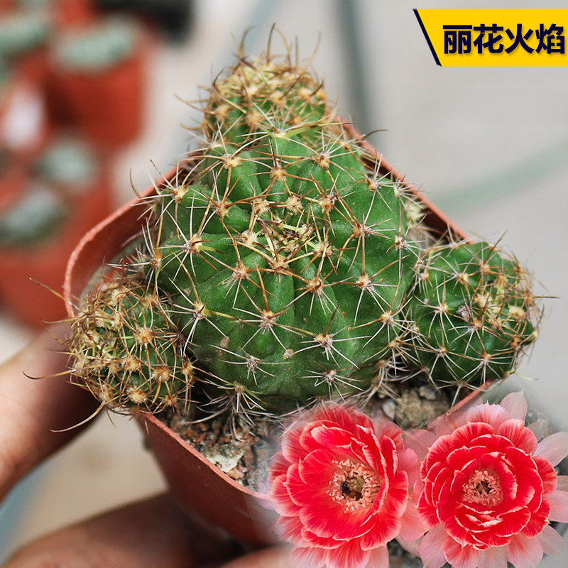 火焰丽花仙人球精养多头群生开花美观丽花属仙人掌多肉阳台观赏
