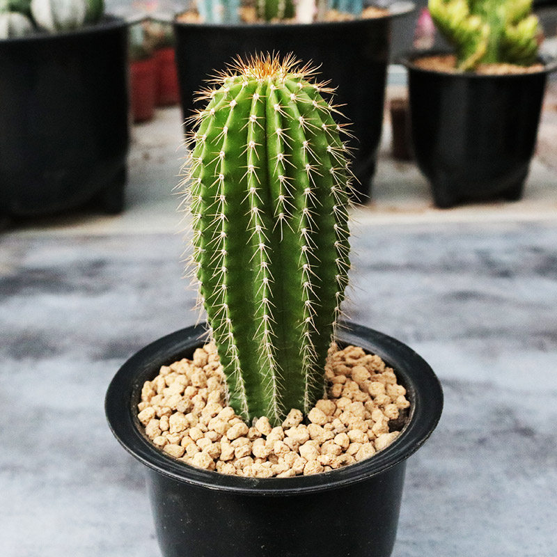 热销大型仙人掌_大凤龙仙人柱大型开花仙人掌多肉植物室内防辐射桌面