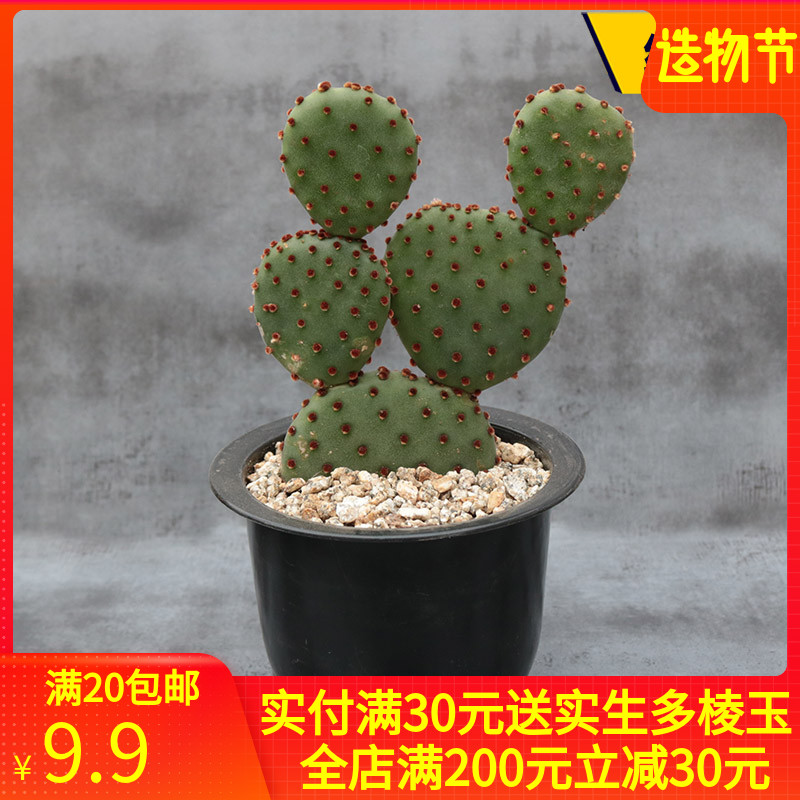 红太古仙人掌多肉植物开花仙人球办公室创意小盆栽电脑桌面防辐射|ruв категории доставка цветов/цветок моделирования/растения садоводства, цветок/растения в горшках (новый), Суккуленты - от Buy2taobao.com для оказания профессиональной услуги покупки агента Taobao