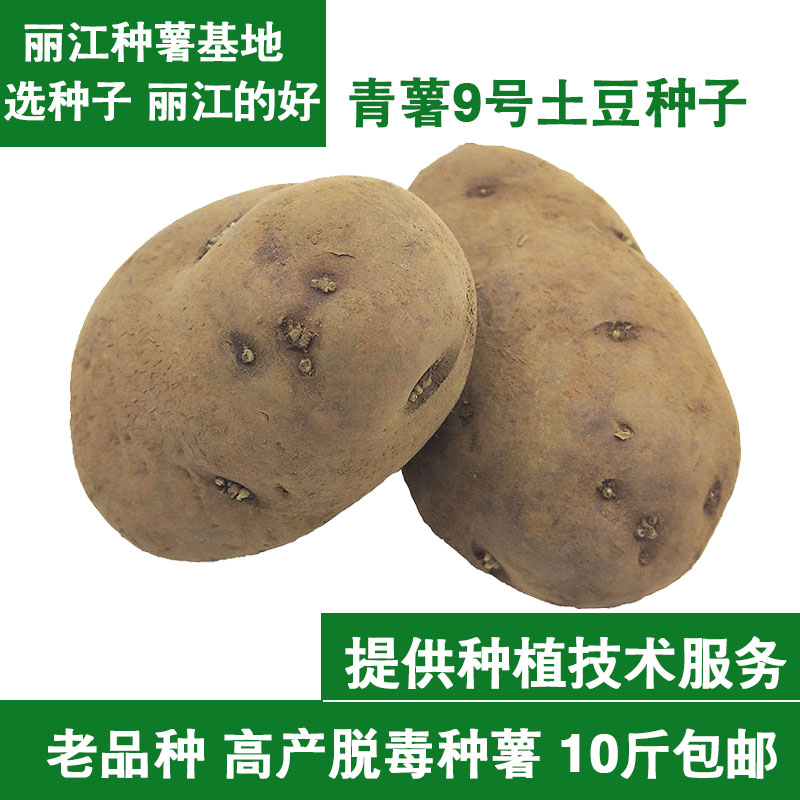特价马铃薯种子