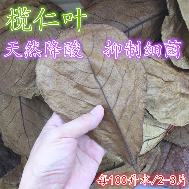榄仁叶老叶成熟抗菌水质改善降低酸软PH调节剂叶降天然懒人叶包邮|msdalam kategori haiwan peliharaan/makanan haiwan dan bekalan, Aquarium World, PH调节剂 - dari Buy2taobao.com untuk memberikan perkhidmatan ejen Taobao profesional membeli