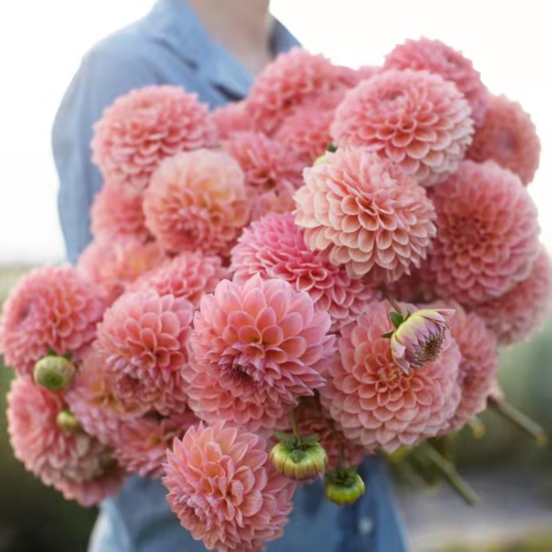 大丽花种球根花卉盆栽庭院鲜花种子四季种易活花苗大丽菊花地瓜花