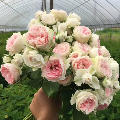 门廊绒球欧月季灌木玫瑰蔷薇花苗花卉盆栽植物阳台庭院盆栽大花