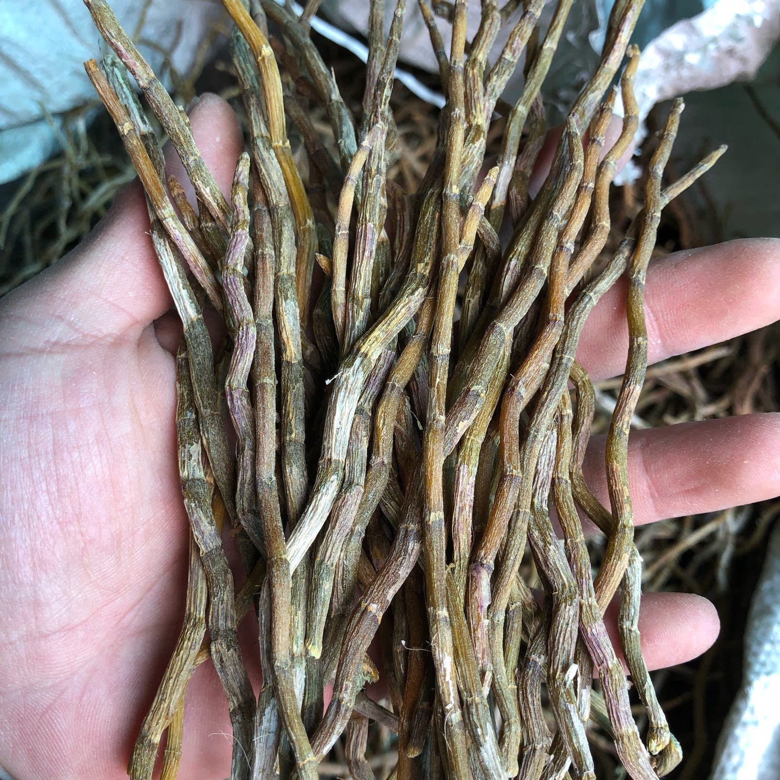 胶质浓无渣 雁荡山新鲜铁皮石斛干条 仿野生直条 霍山枫斗烤条