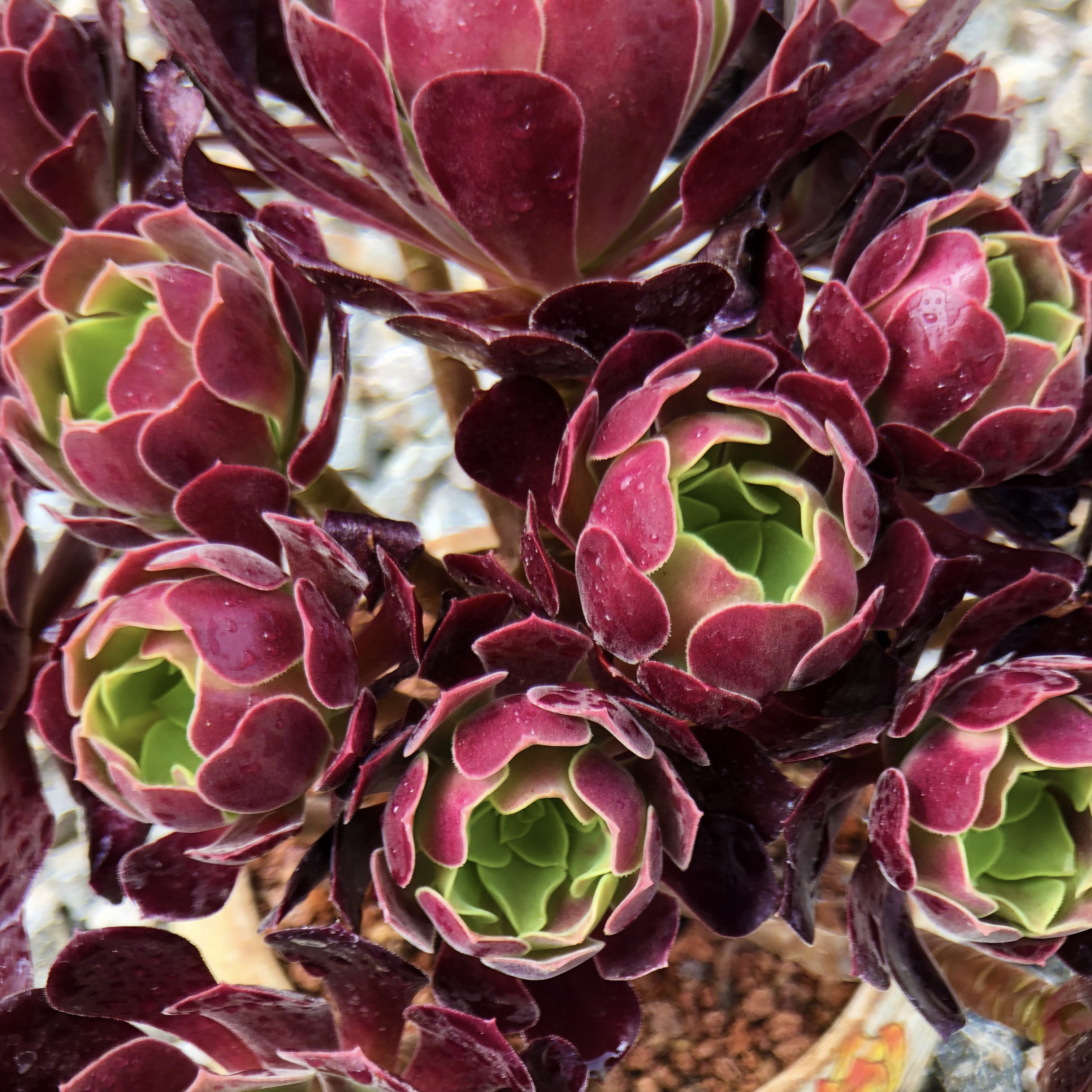 多肉植物法师老桩系列手捧花欧版紫羊绒玫瑰法师阳台盆栽一物一拍