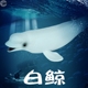 海洋鲸鱼玩具白鲸模型仿真动物海底生物大白鲨鱼虎鲸套装灰鲸摆件