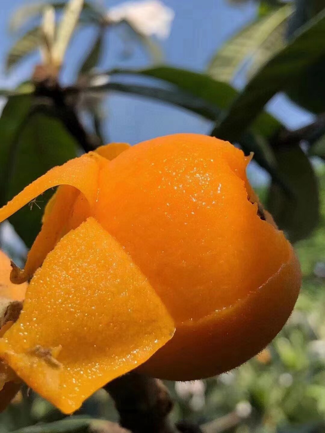 枇杷大全——其他用品