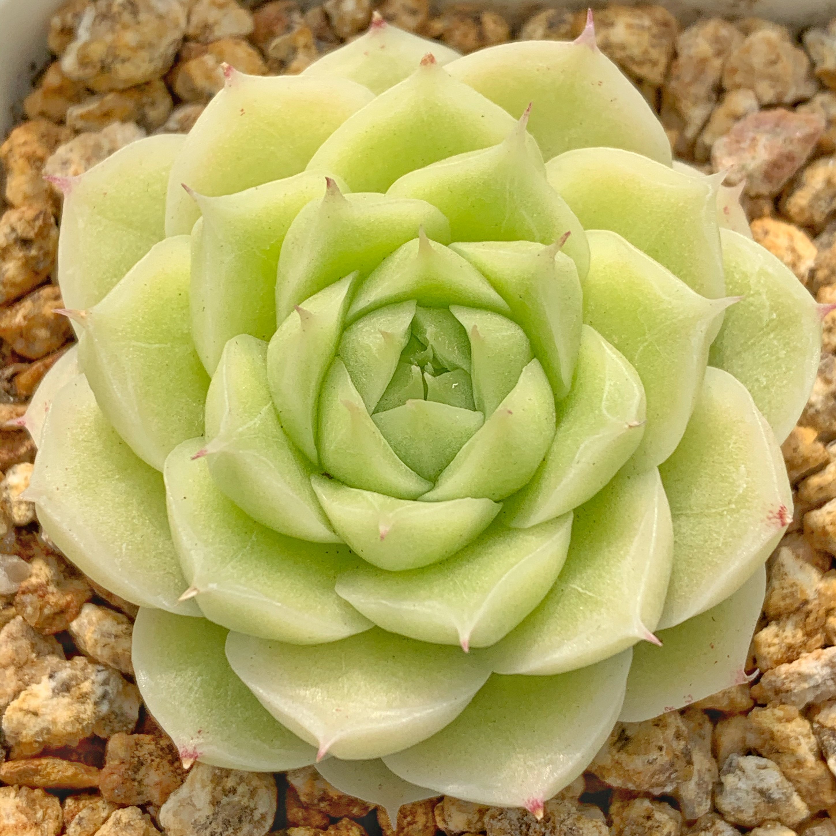 肉喃喃多肉的优惠券大全—鲜花速递/花卉仿真/绿植园艺