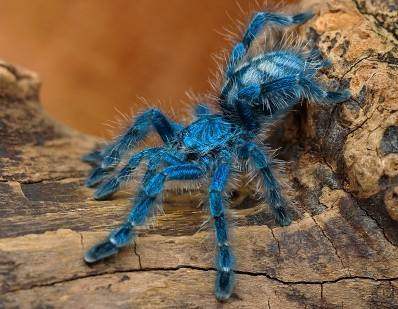 蜘蛛女王油彩粉红趾足展15厘米幼体宠物蜘蛛活体经典温顺品种