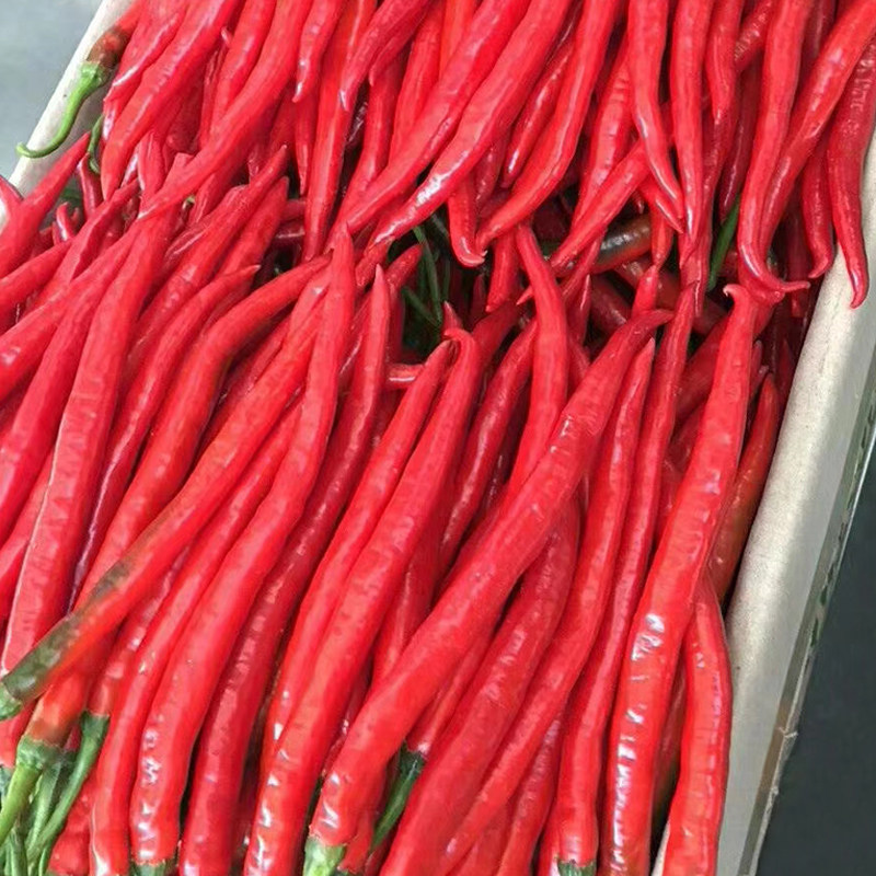 美人椒辣椒种子朝天椒泡椒港椒薄皮米椒超长春季夏四季播蔬菜种籽_不