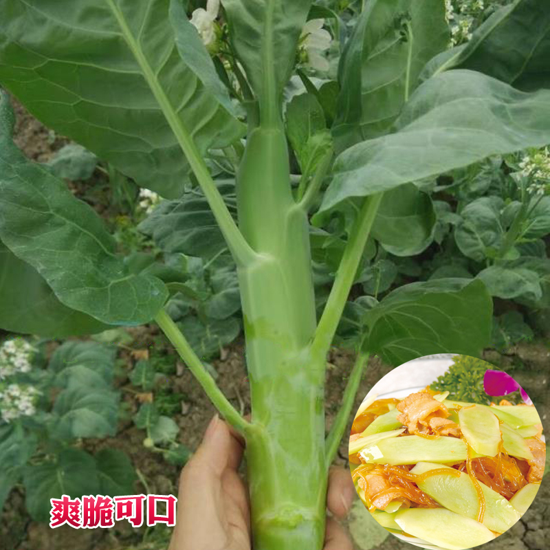 山研种业[山东丰沛农业]的优惠券大全—早熟四季大笋.