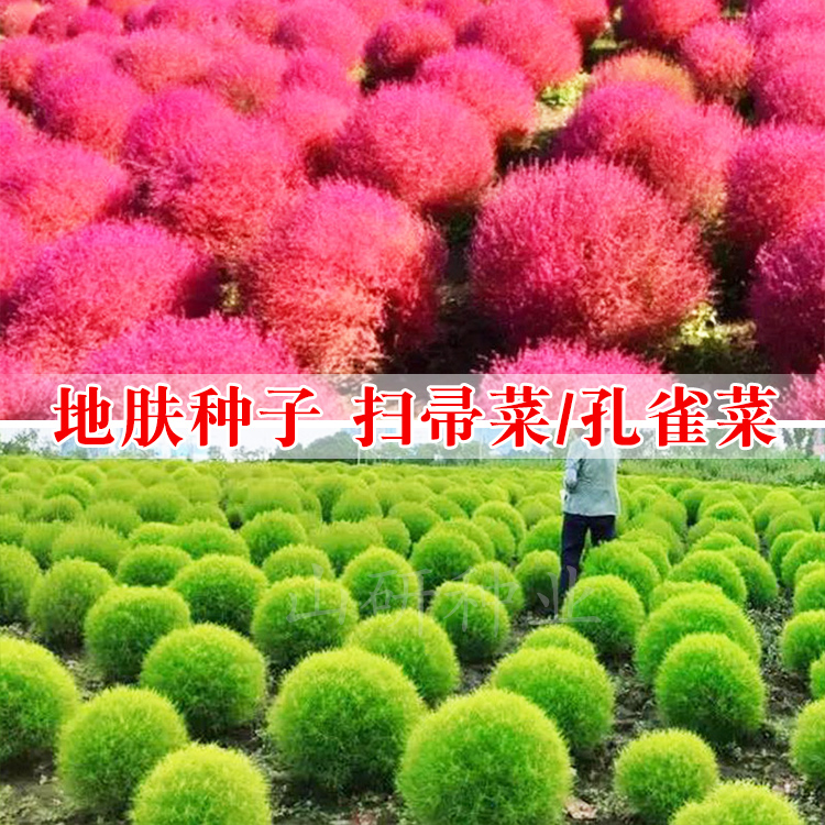 绿叶红叶地肤种子抖音爆款扫帚菜孔雀松种籽观赏花卉草坪蔬菜种孑