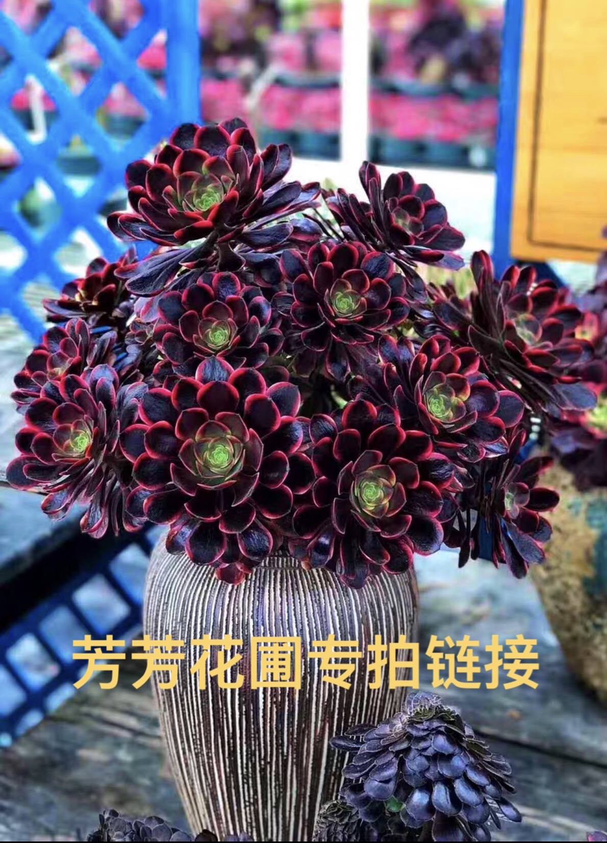 多肉植物稀有货欧佳丽高端法师三仙三圣三尊多肉植物