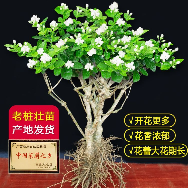 茉莉花盆栽老桩庭院阳台室内外四季花卉茉莉花苗观花植物净化空气