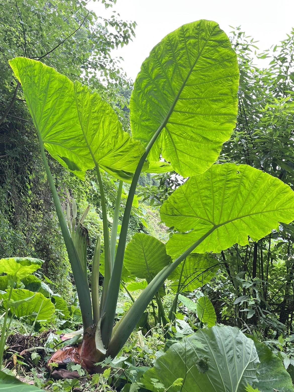 象耳芋基地直发室内大型绿植客厅大叶盆栽庭院超大叶植物