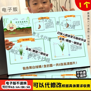 蒜苗的一生自然笔记绘本植物成长记录线稿大蒜生长观察日记儿童画