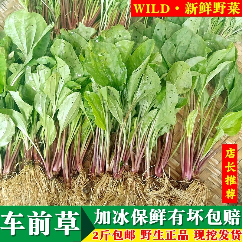 新鲜车前草子野生五根草正品车轮蔬菜红嫩金钱菜科可咳玛兜克妈都