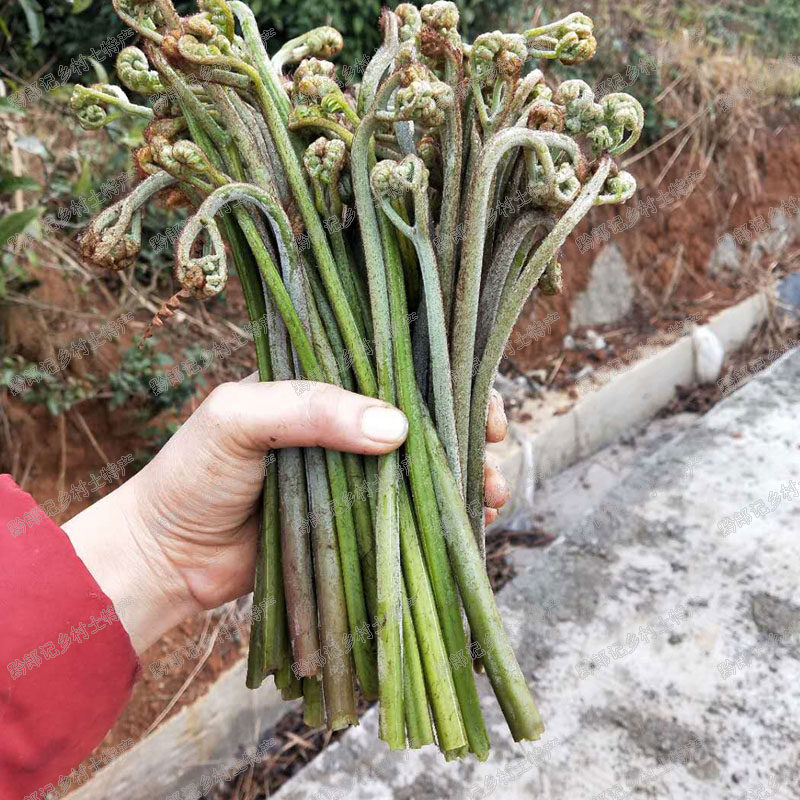 红蕨菜新鲜现采野生节菜苔白撅台下饭菜猫爪子菜龙抓菜绿色蔬菜种
