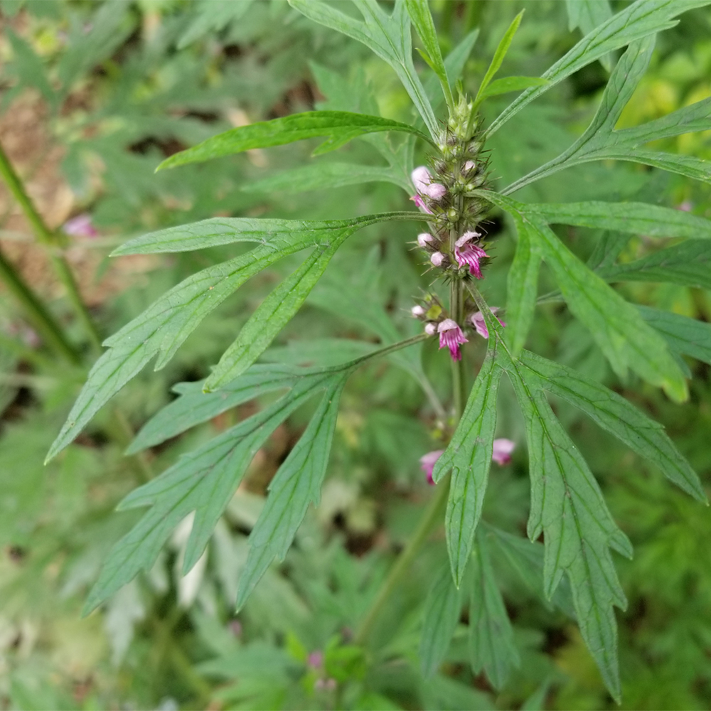 山上益母草手工采摘自然晾晒250g益母草