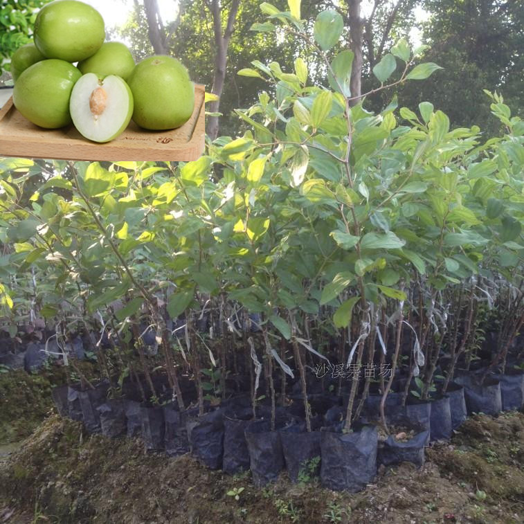 台湾大青枣 嫁接枣树苗 脆蜜 蜜丝枣苗当年结果盆栽 牛奶枣树苗木