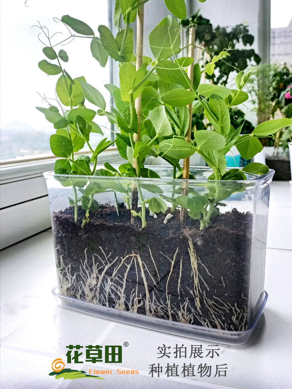 花草田小学幼儿园夏季花盆透明作业含托盘根系植物观察四季种植籽