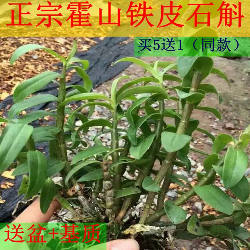 正宗霍山铁皮石斛种苗盆栽室内盆景绿植易养石斛兰花苗米斛苗花卉