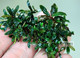 辣椒榕迷你蓝 Bucephalandra sp