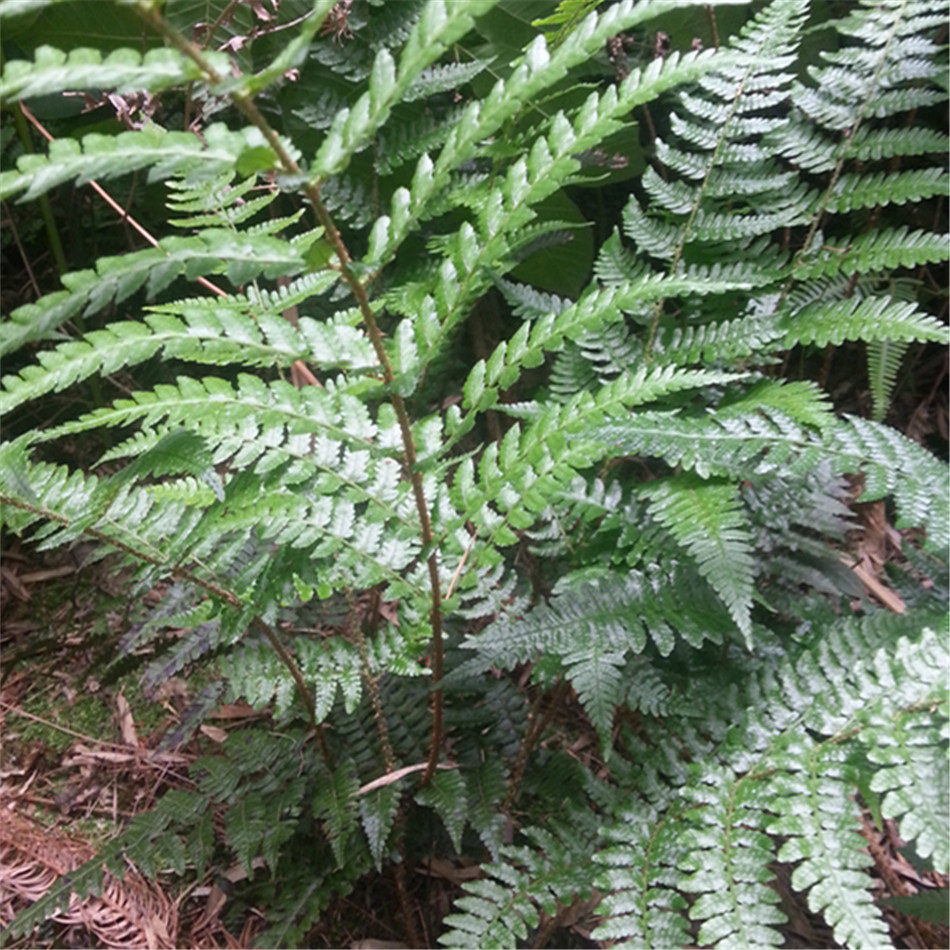 野生狼尾厥室内客厅吸甲醛蕨类波斯顿厥铁线蕨野生厥植物现挖