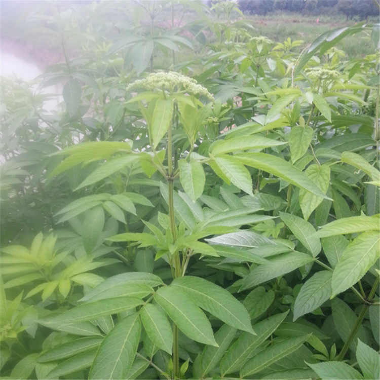 野生新鲜陆英500g 接骨草走马风蒴藋中草药材500g正品现挖现发