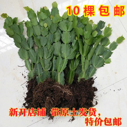 Crab orchid Cactus Schlumbergera Deliver goods indoor flowers and plants Then orchid Botany Potted plant bonsaiin the Flower delivery/Flowers simulation/Plants gardening , Flowers/Potted plants (New) , Plants category - from Buy2taobao.com to provide professional Taobao agent buy service
