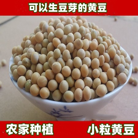 农家自种原生态 笨黄豆 大豆 笨大豆小黄豆 可生豆芽磨豆浆500g