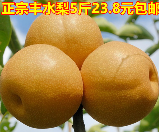 淘宝秋月梨脆甜梨子莱阳梨非丰水梨雪梨新鲜水果梨5斤包邮山东特产
