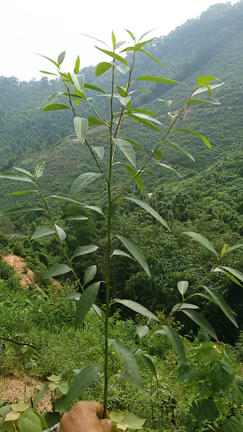 山仓子 山苍子树苗 木姜子山鸡椒  种苗