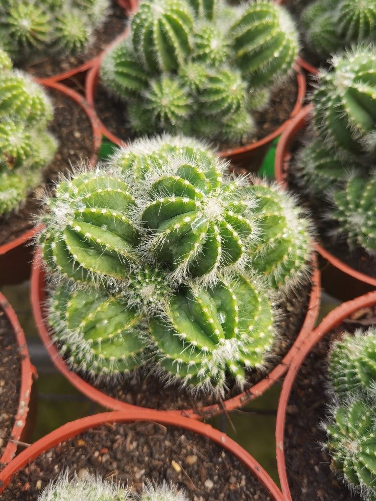 银冠仙人球 多头群生 白刺软刺 1盆包邮非偏远地区