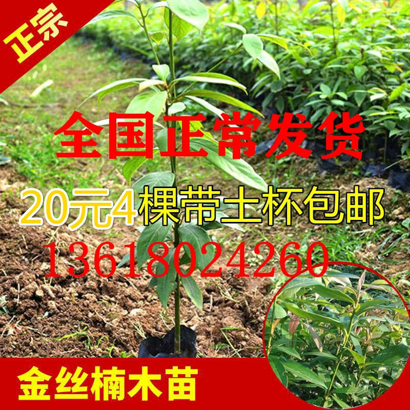 四川金丝楠木苗正宗金丝楠苗小叶桢楠树苗金丝楠木苗珍稀名贵 淘宝 份