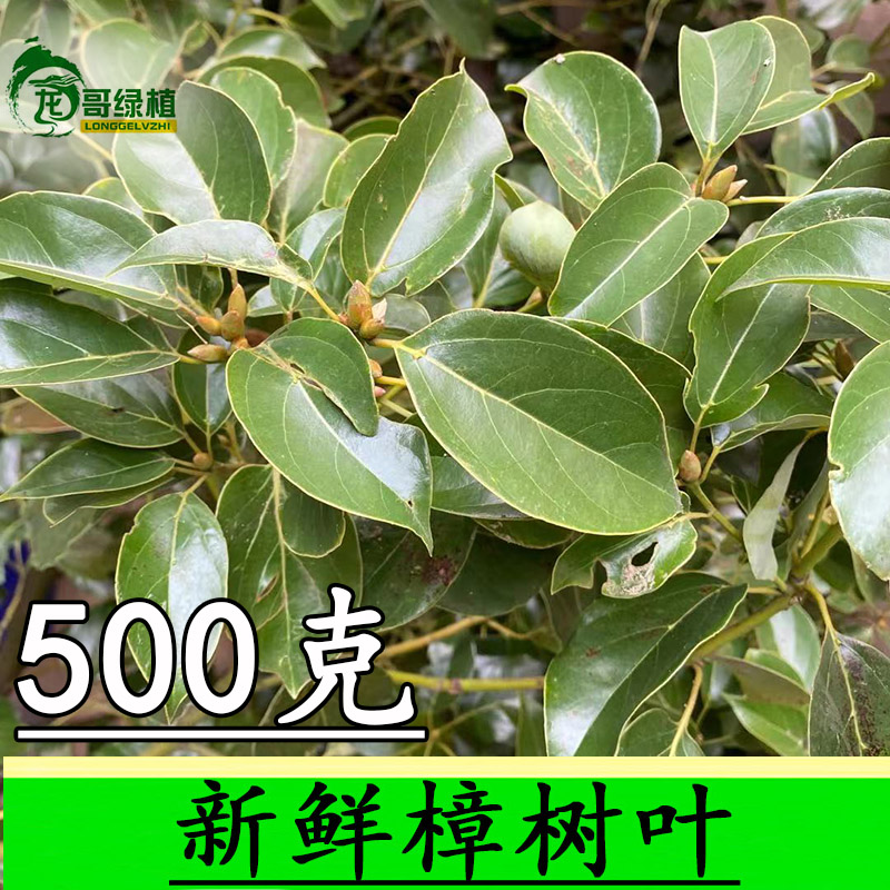 樟树叶新鲜 中药材 樟叶 香叶 香樟树叶中药