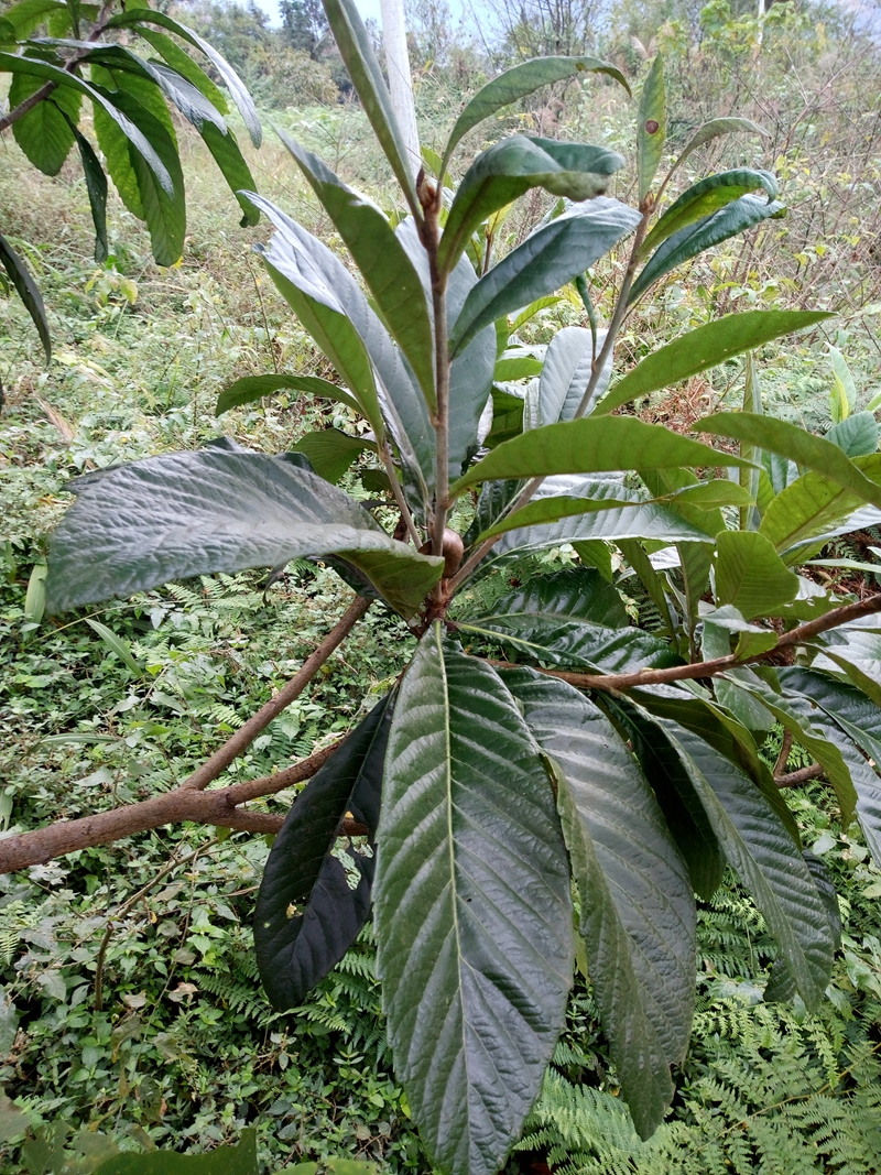 新鲜枇杷叶野生大山农家琵琶叶现摘偏方重庆大山中要材一斤包邮