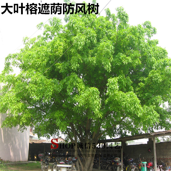 北方庭院绿化树种大全图(北方庭院绿化树品种有什么)