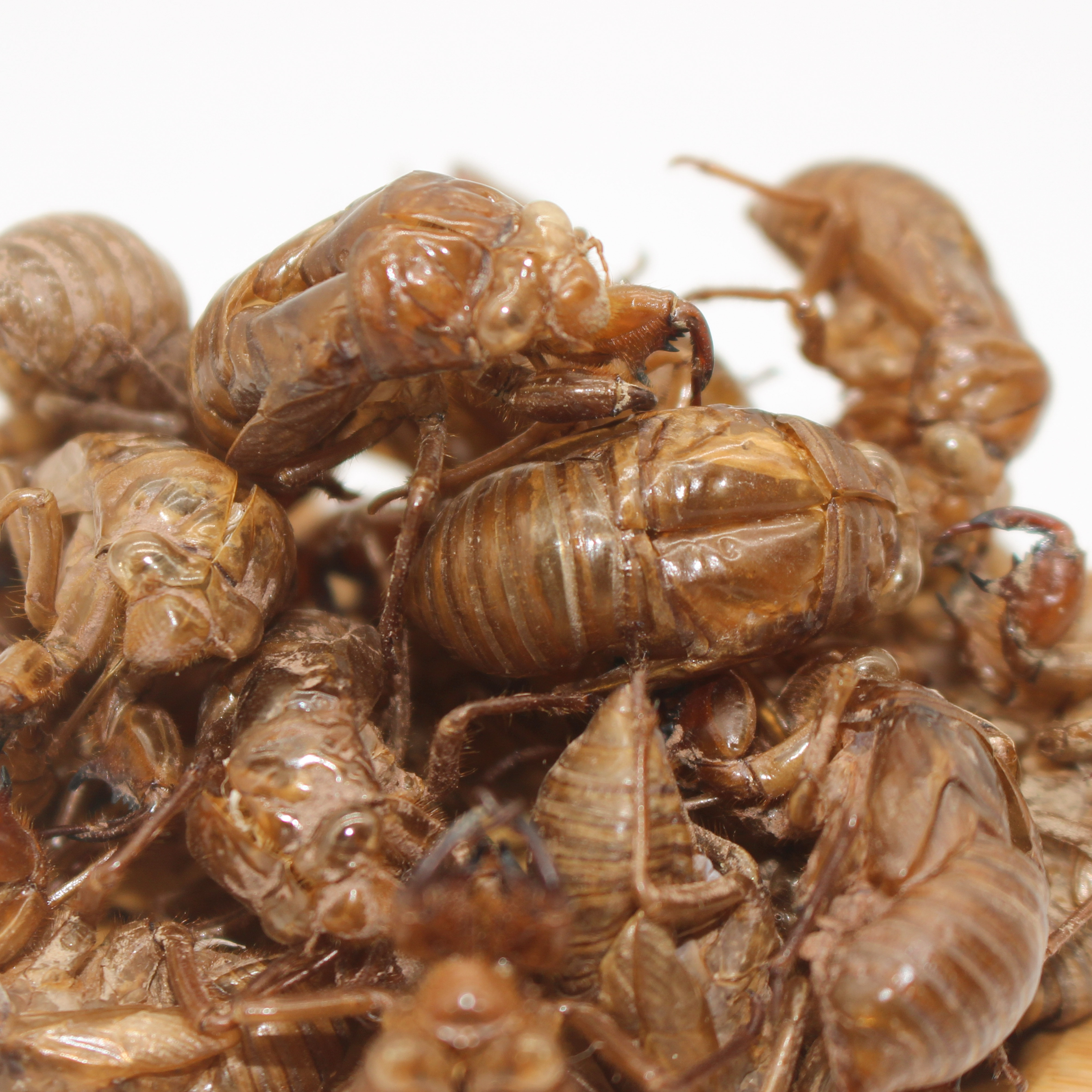 中药材蝉蜕知了皮100g蝉衣蝉壳虫包邮蜕虫退爬了猴壳金蝉衣完整